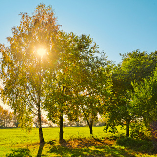 Gedenkbaum-Gruppe von  für Michael Schulz 