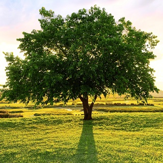 Gedenkbaum von Erich, Ulla, Andreas und Adele für August Westermann 